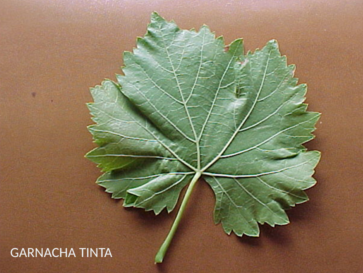 Garnacha tinta