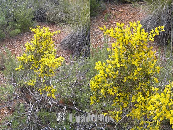 Genista scorpius  