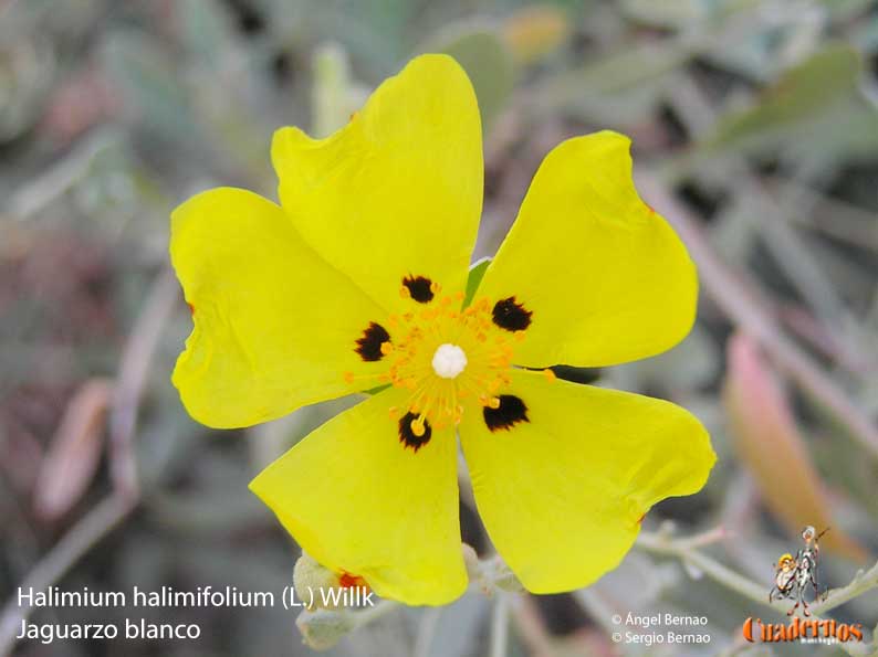 Halimium halimifolium
