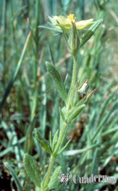 Helianthemum alyssoides