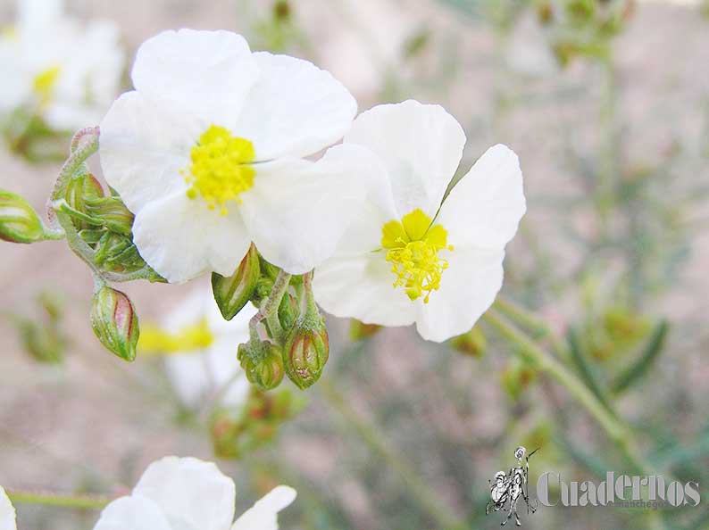 Helianthemum asperum