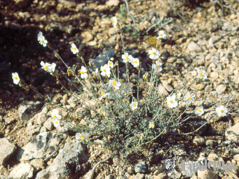 Helianthemum cannun