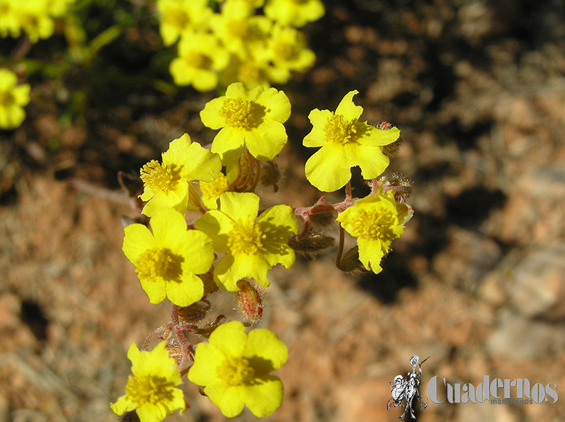 Helianthemum cinereum