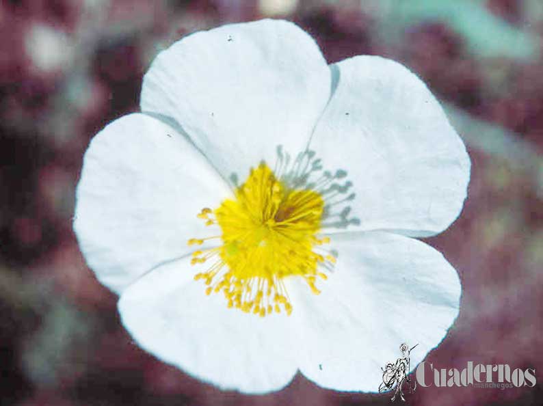 Helianthemum guttatum.jpg