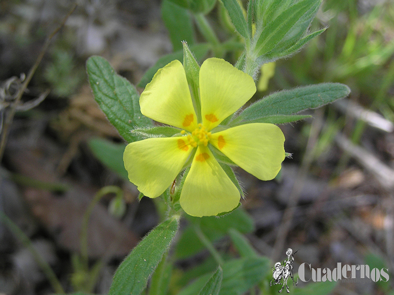 Helianthemum ledifolium