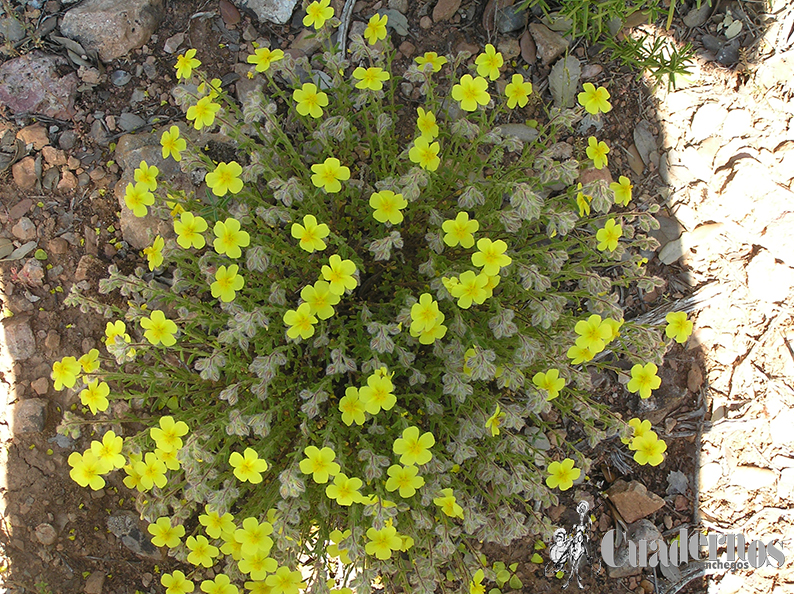 Helianthemum squamatum