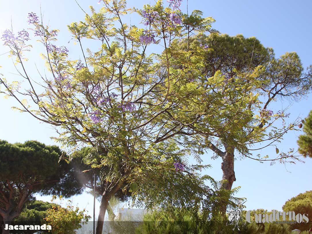 Jacaranda