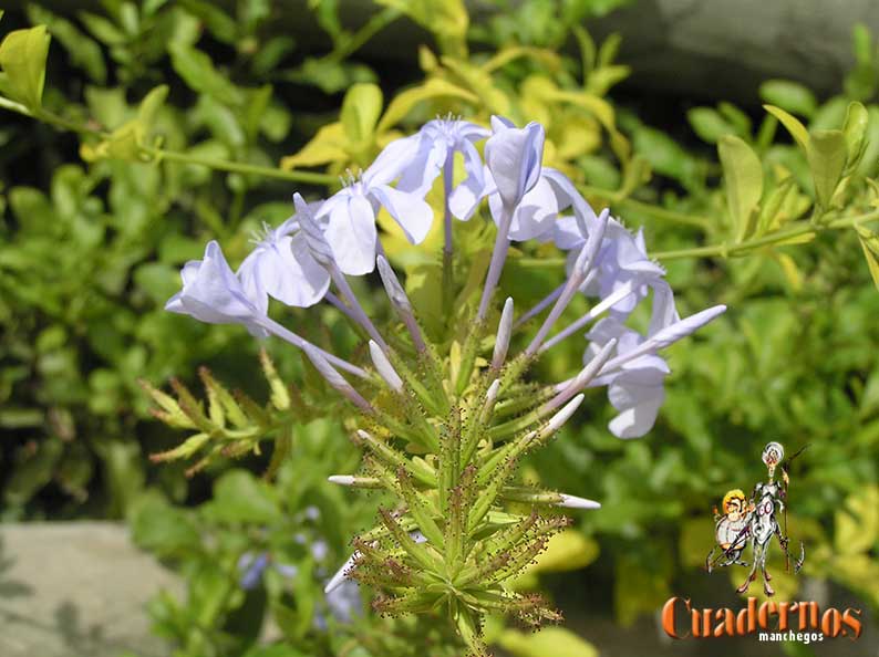 Plantas ornamentales y decorativas (II)