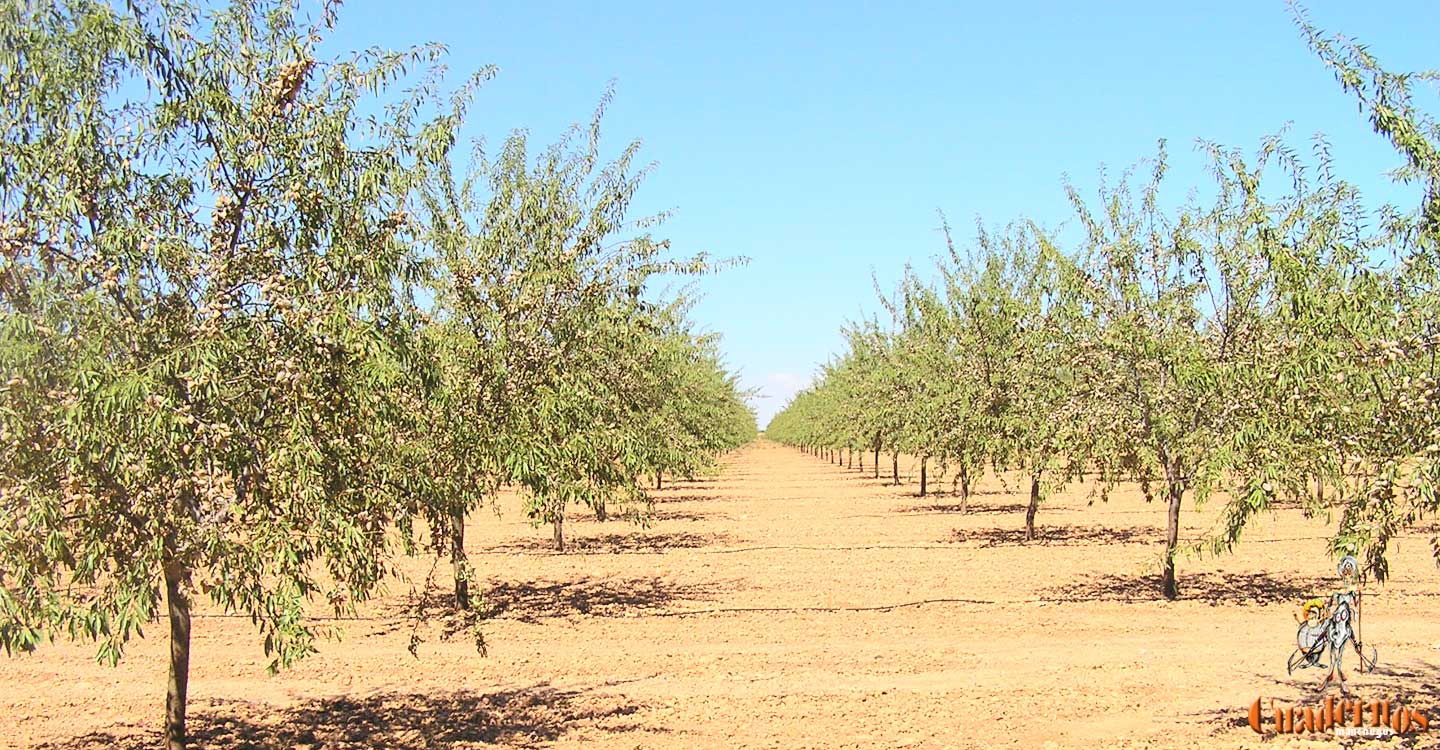 La problemática poda del almendro