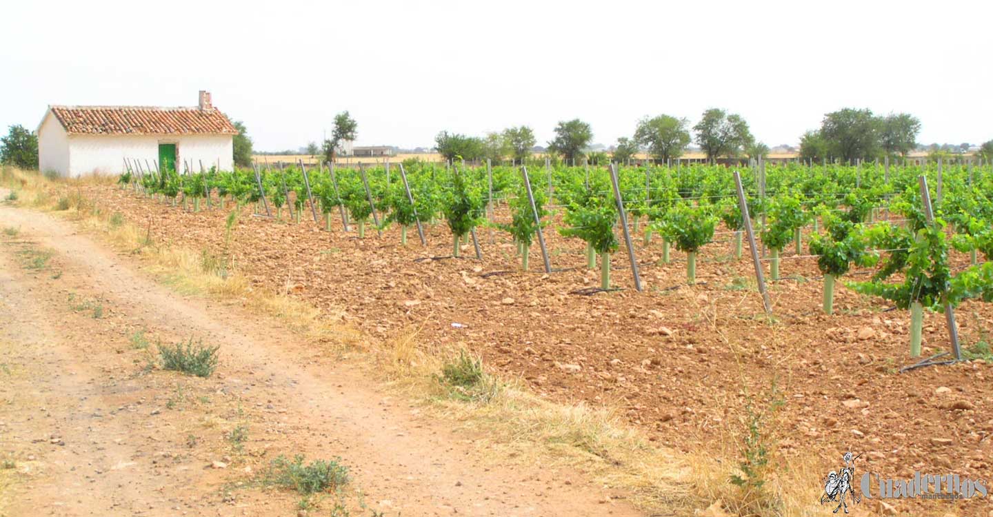 La viticultura ecológica