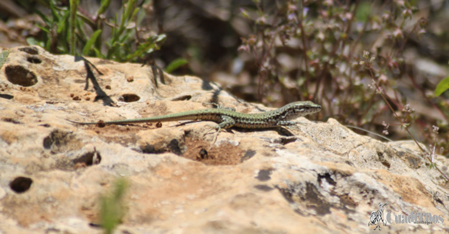 Reptiles y Anfibios de la Comarca de Tomelloso : Lagartija Ibérica