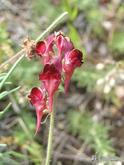 Linaria eruginea