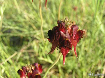 Linaria eruginea