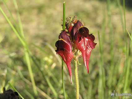 Linaria eruginea