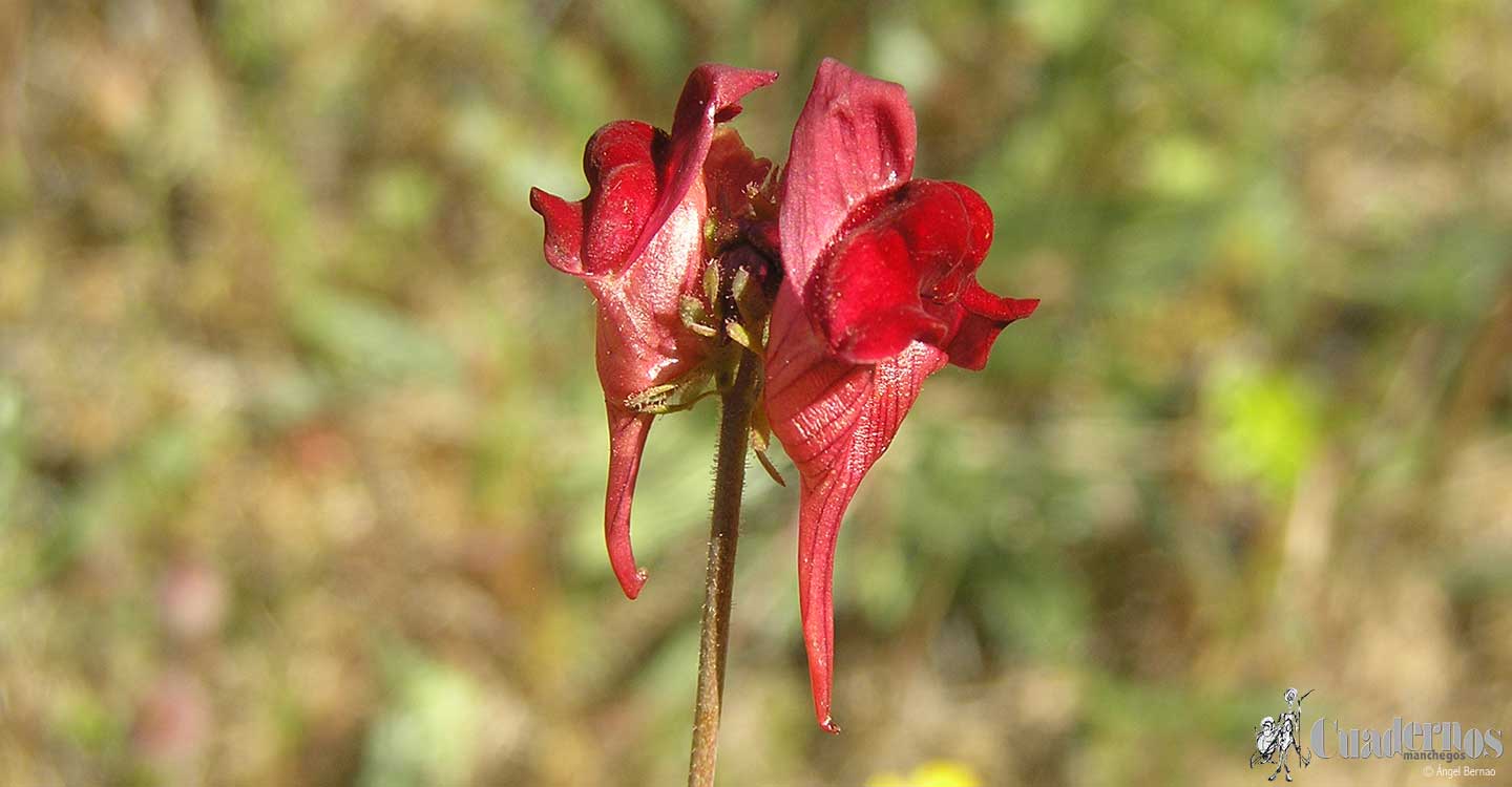 Plantas silvestres: Linaria aeruginea (Gorian ) Cav.