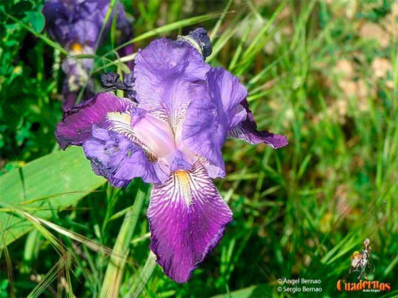 Plantas silvestres de Tomelloso: Especies de distintas tonalidades (I)