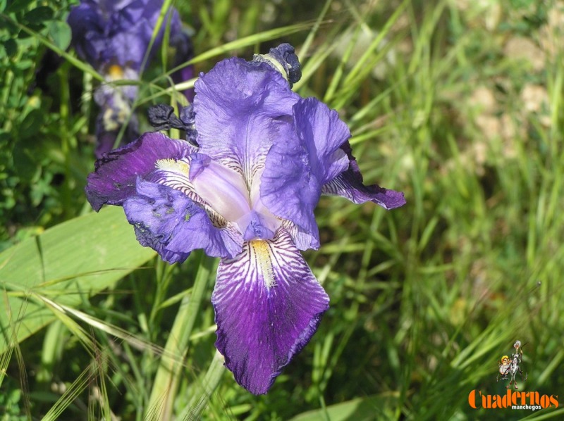 Plantas silvestres de la Comarca de Tomelloso: Allium sphaerocephalon L., Centaurea cyanus L., Echium vulgare L. e Iris germanica L.