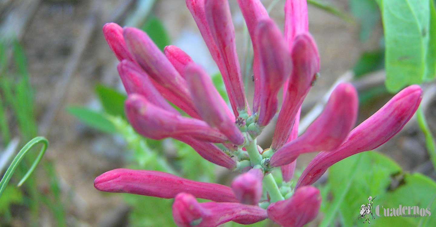 Lonicera Implexa