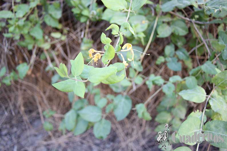 Lonicera Japónica