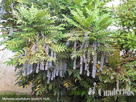 Mahonia aquifolium pursch nutt