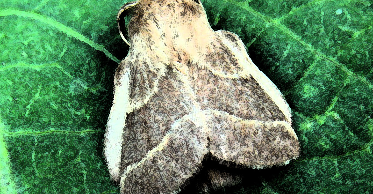 Mundo animal de la Comarca de Tomelloso : Malacosoma Neustria (L.)