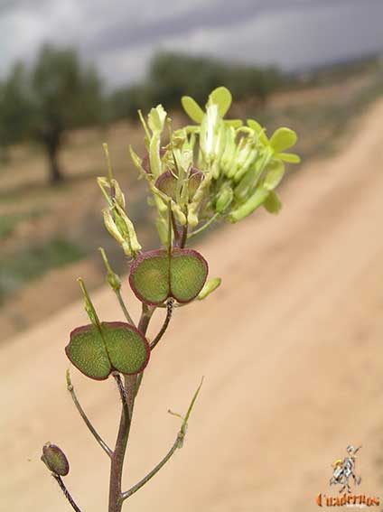 Biscutella Auriculata L