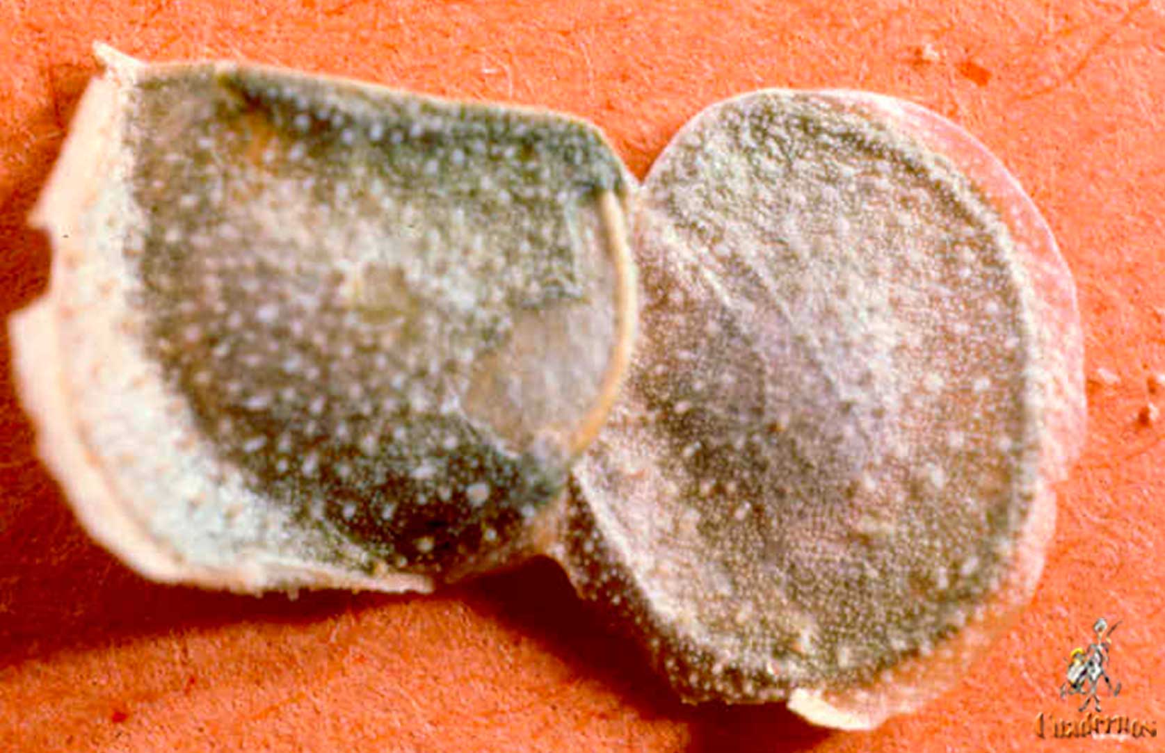 Biscutella Auriculata L