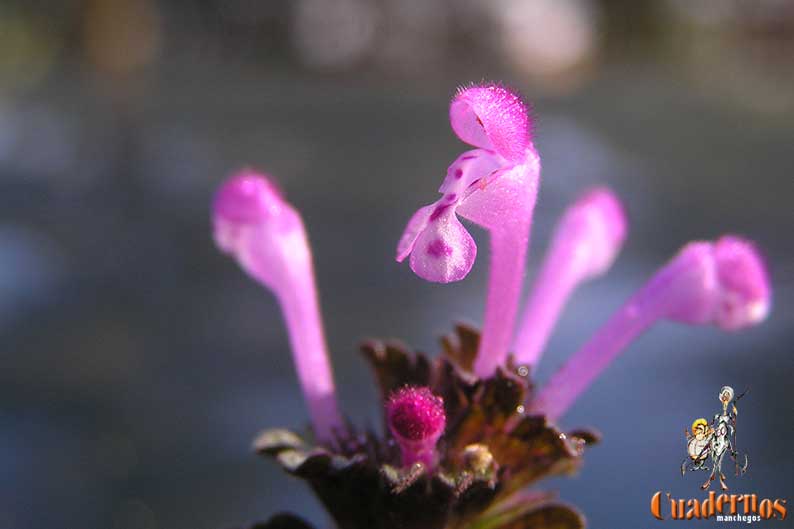 Lamium amolexicaule