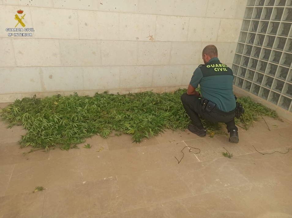 La Guardia Civil localiza varias plantaciones de marihuana en Tomelloso