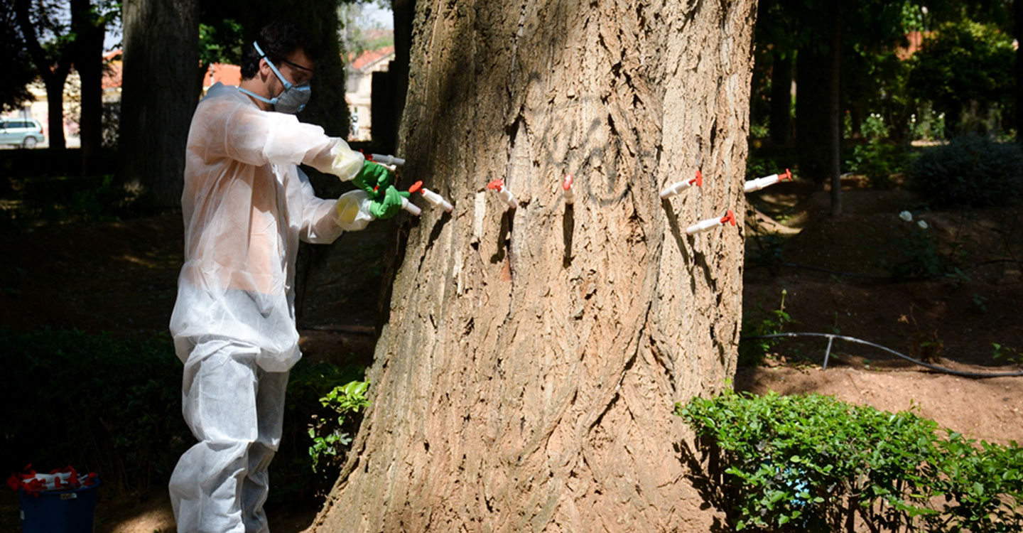 Medio Ambiente aplica un nuevo tratamiento de endoterapia para la eliminación de plagas en zonas verdes