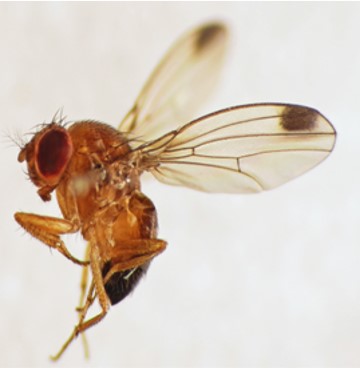 El IES Eladio Cabañero descubre por primera vez dentro del proyecto “Melanogaster Catch the fly” un ejemplar de Drosophila suzukii en Tomelloso 