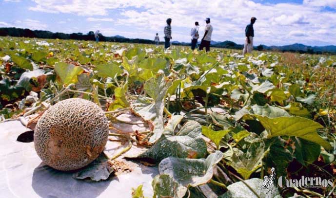 Melones Tomelloso