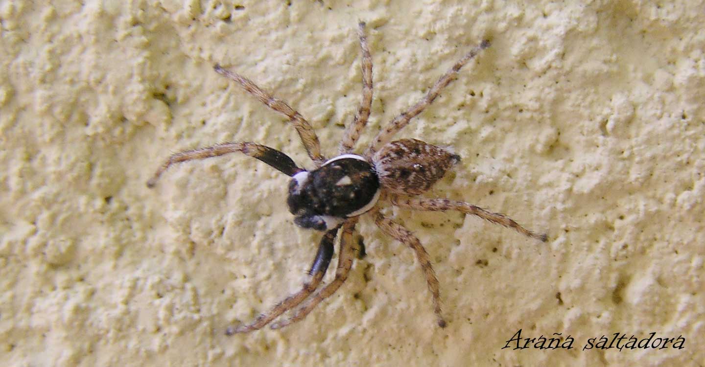 Mundo animal de la Comarca de Tomelloso : Menemerus semilumbatus