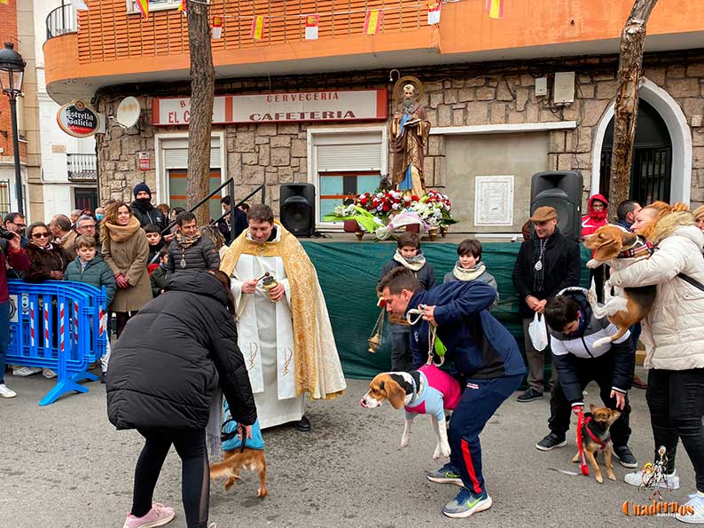 Culminan en Tomelloso las fiestas en honor a San Antón con una multidudinaria procesión y bendición de animales