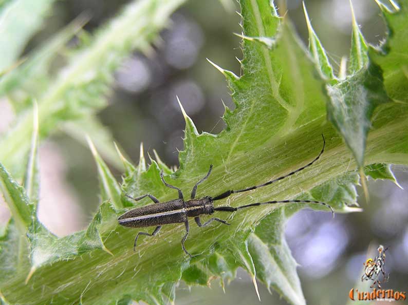 Agapanthia Cardui