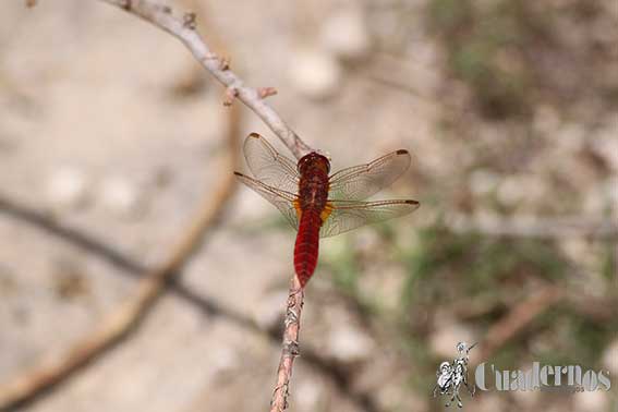 Mundo animal de la comarca de Tomelloso