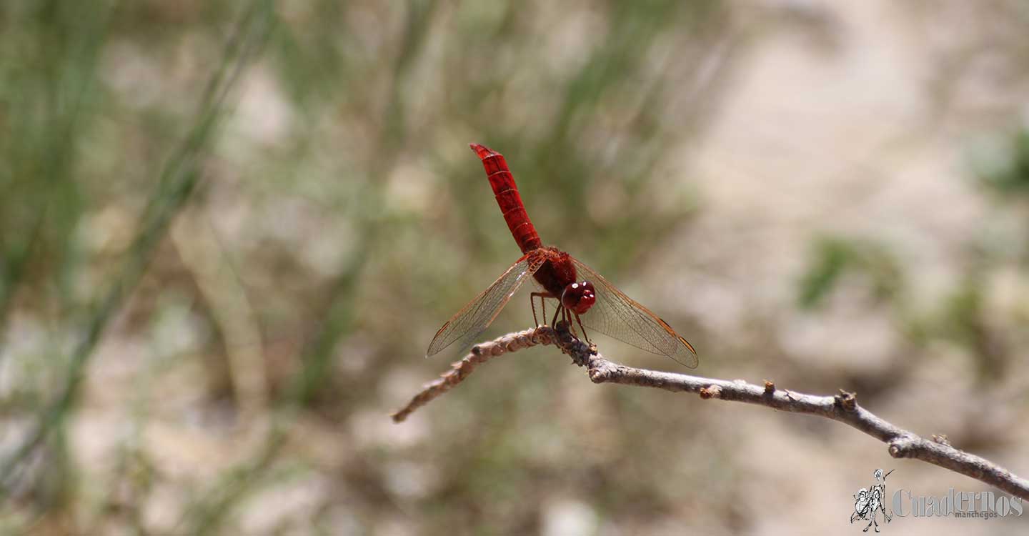 Mundo animal de la Comarca de Tomelloso : Crocothemis erythraea