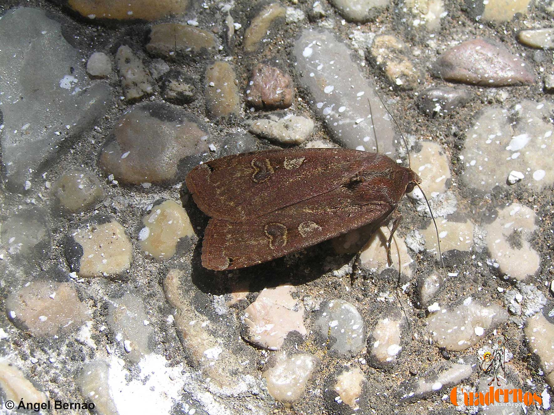 Noctua pronuba