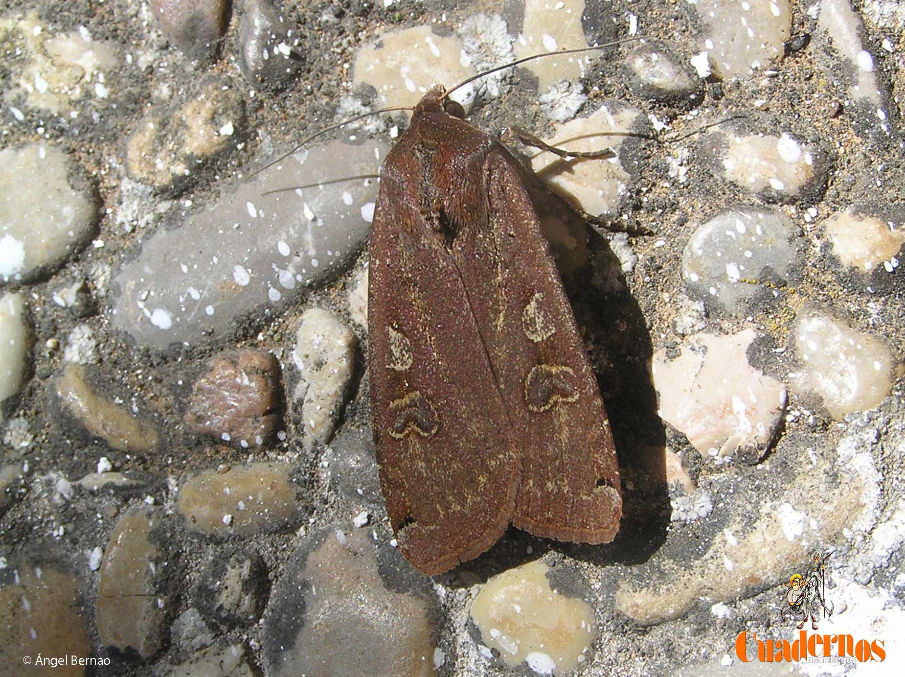 Noctua pronuba