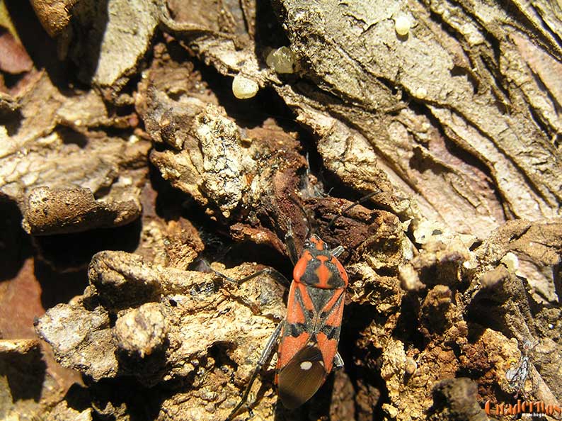 Spilostethus Pandurus