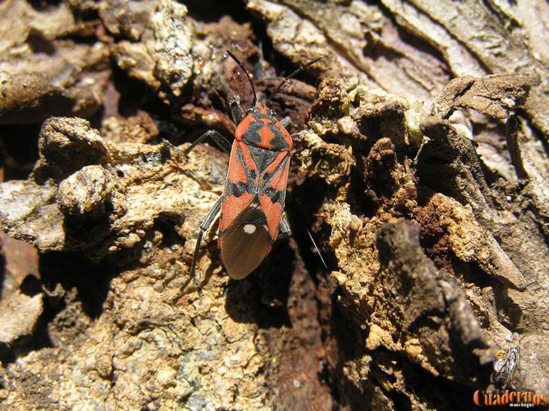 Spilostethus Pandurus