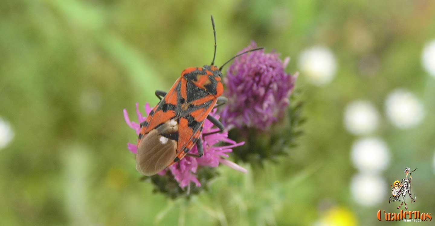 Mundo animal de la Comarca de Tomelloso : Spilostethus pandurus