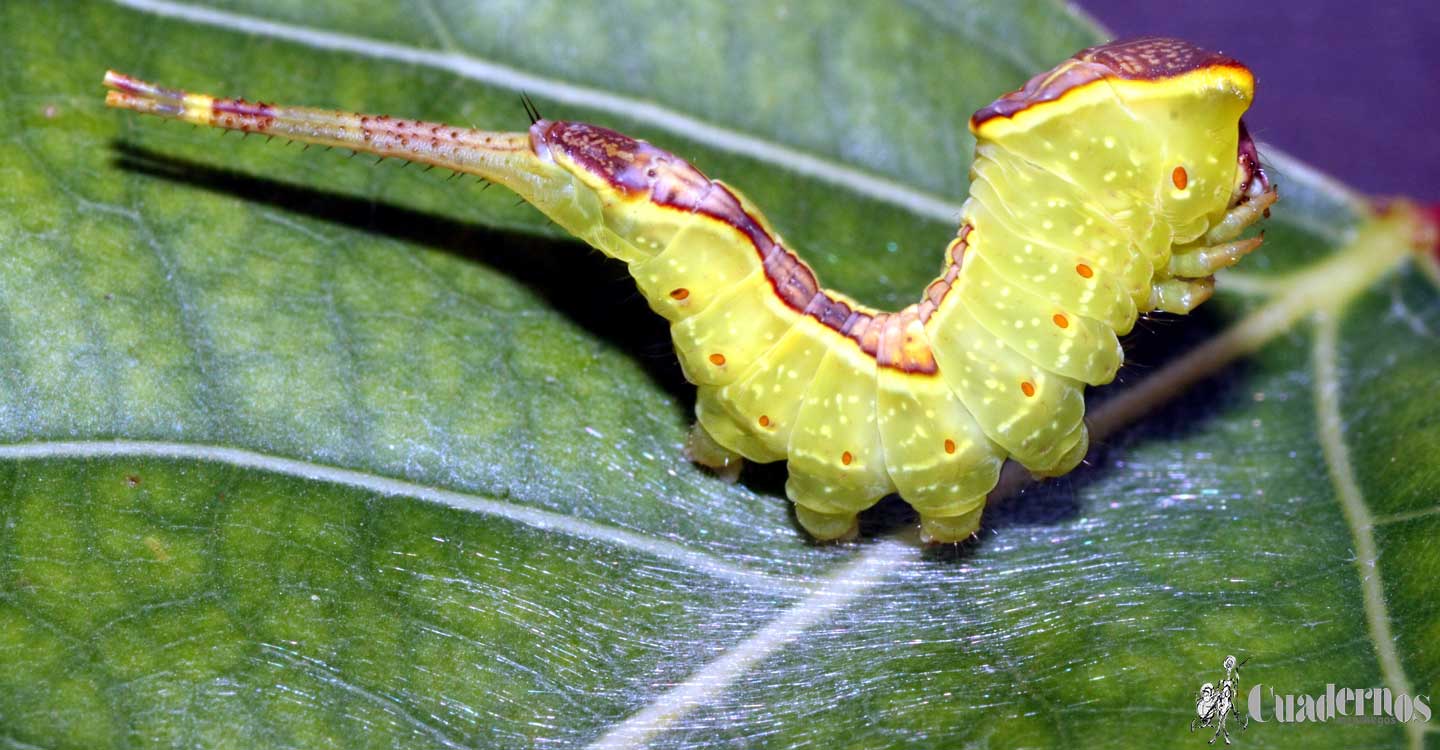 Mundo animal de la Comarca de Tomelloso : Cerura vinula L.