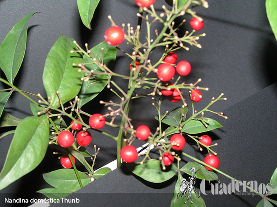 Nandina doméstica Thunb