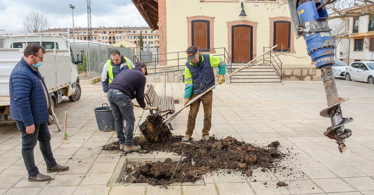 Nueva repoblación de árboles en parques y zonas verdes de Tomelloso
