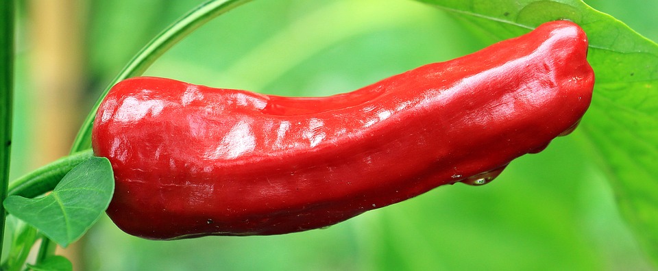 Pimiento