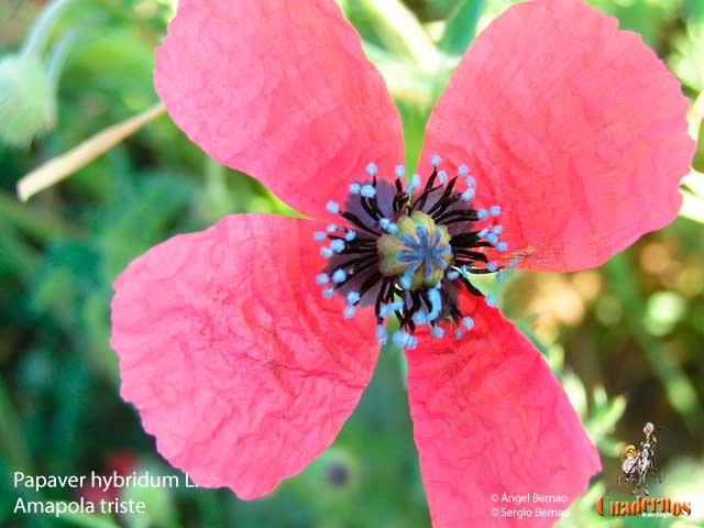 Papaver hybridum L.