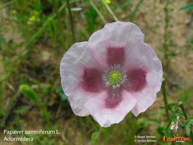 Papaver somniferum L.