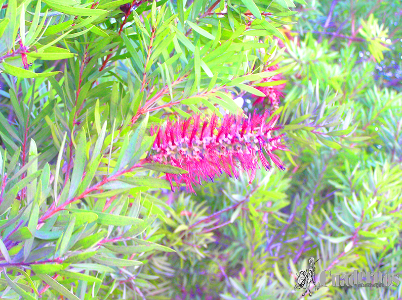 Callistemon citrinus (Curtis) Skeels