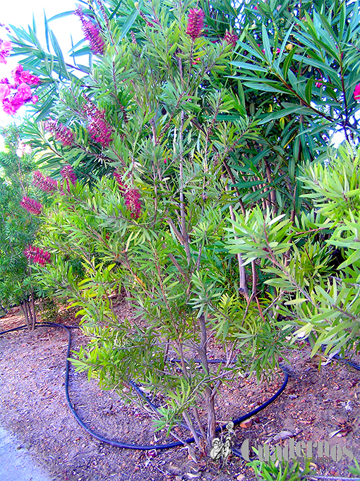 Callistemon citrinus (Curtis) Skeels